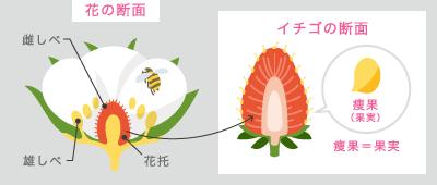 花の断面とイチゴの断面　図