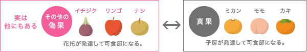 その他の偽果：イチジク,リンゴ,ナシ 果実：みかん,モモ,カキ