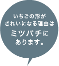 いちごの形がきれいになる理由はミツバチにあります。