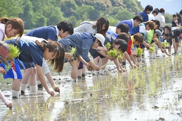 男女が田植えをしている画像