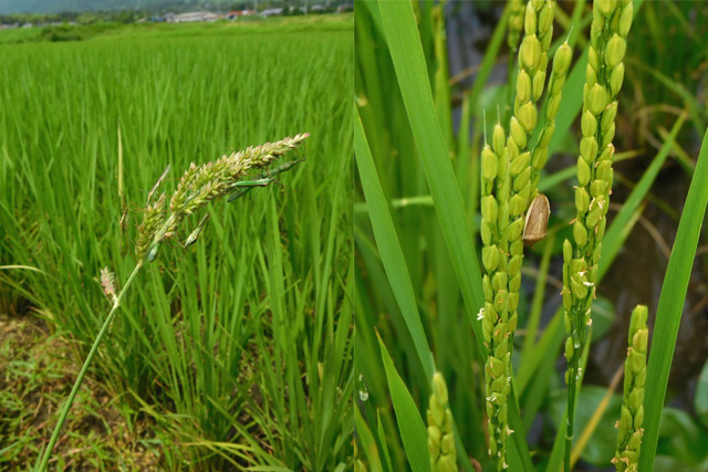 応用昆虫学研究室