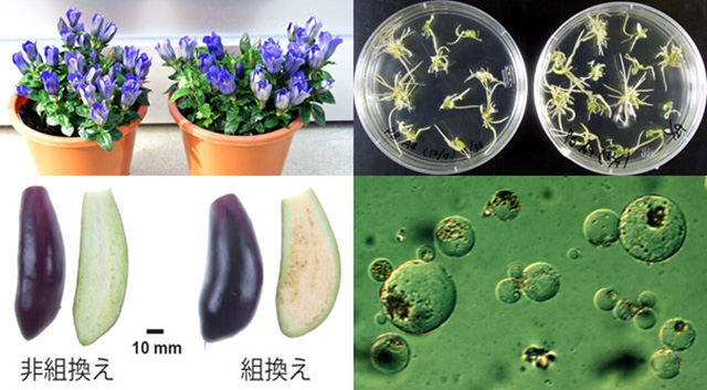 植物育種学研究室