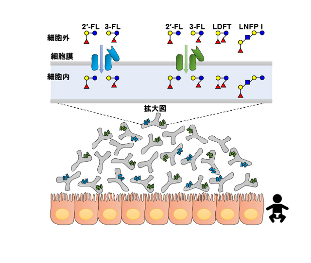 共生微生物学研究室