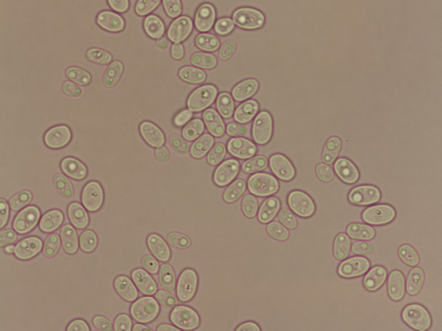 微生物科学研究室