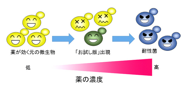 応用微生物学研究室