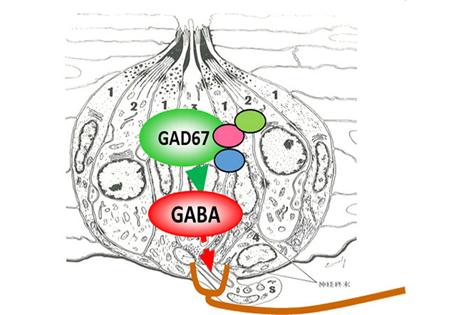 健康行動科学研究室