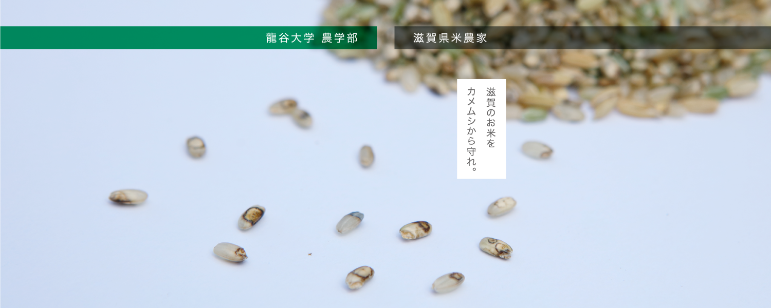 龍谷大学 農学部×滋賀県米農家　滋賀のお米をカメムシから守れ。