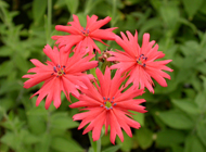 盛夏に鮮やかな花が咲く三倍体センノウ